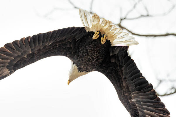 Eagle Art Print featuring the photograph An Eagle Overhead by Martina Abreu