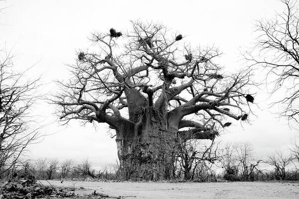Art Art Print featuring the photograph Ancient Baobab by Mia Badenhorst