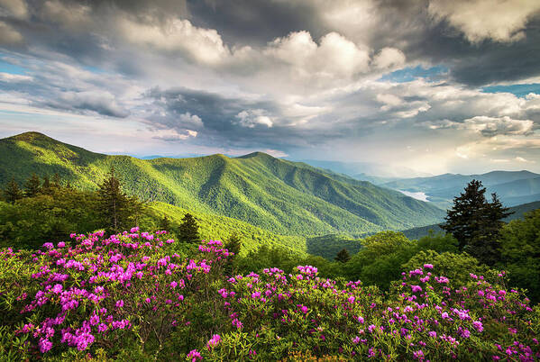 North Carolina Art Print featuring the photograph Asheville NC Blue Ridge Parkway Spring Flowers by Dave Allen