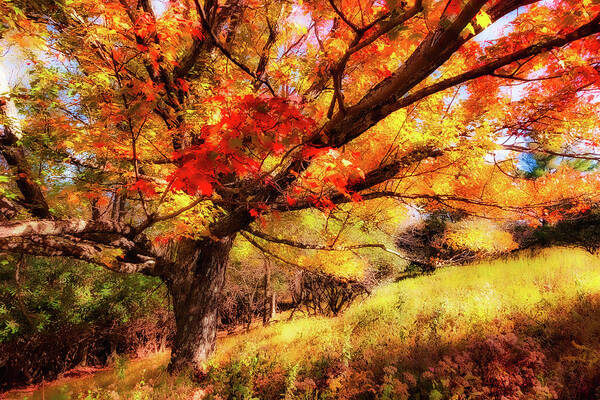 Fall Art Print featuring the photograph Autumn Red Tree on a Blue Ridge Hill fx by Dan Carmichael