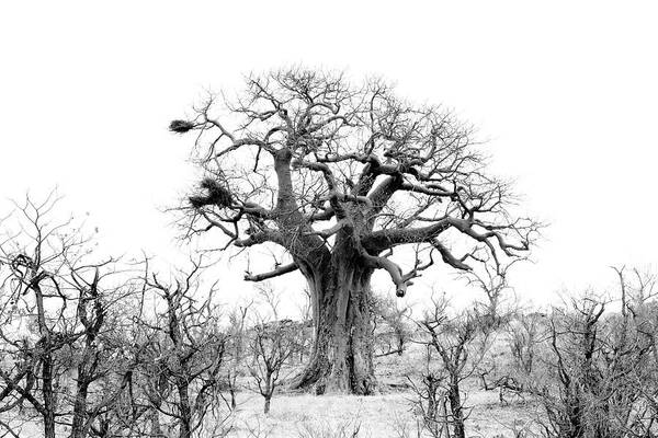  Art Print featuring the photograph Baobab View by Mia Badenhorst