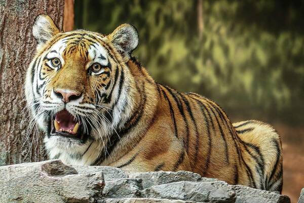 Amur Tiger Art Print featuring the photograph Beautiful Markings by Deb Beausoleil