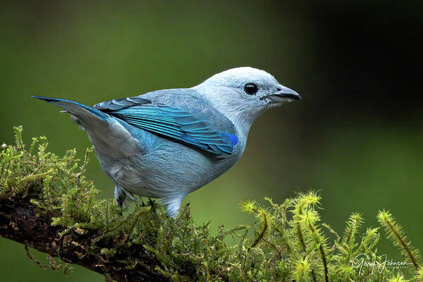 Gary Johnson Art Print featuring the photograph Blue-Grey Tanager by Gary Johnson