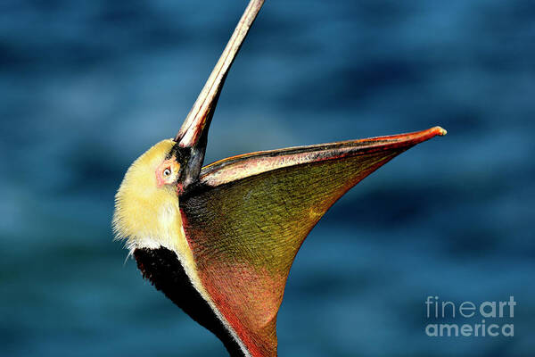 Birds Art Print featuring the photograph Brown Pelican Head Throw 2021 by John F Tsumas