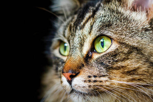 Cat Art Print featuring the photograph Cat Stare by Rick Deacon