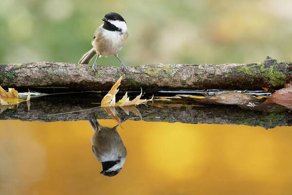 Energy Art Print featuring the photograph Chickadee Reflection by Scott Bean