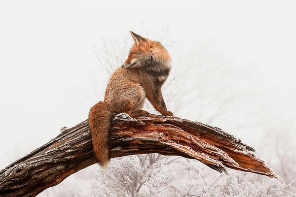 Coloring a Grey World - Red Fox on a winter day with hoar frost by Roeselien Raimond