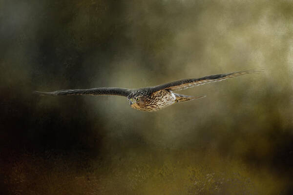Hawk Art Print featuring the photograph Cooper On The Hunt by Jai Johnson