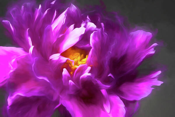 Peony Art Print featuring the photograph Drama Queen by Connie Carr