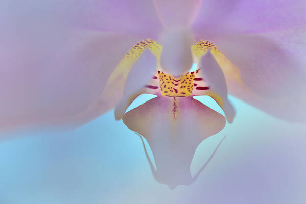 Lensbaby Omni Art Print featuring the photograph Dreamy Orchid by Carol Eade