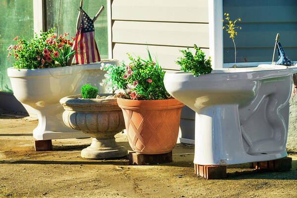  Art Print featuring the photograph Flowers Planted in Toilets in North Carolina 0219 by Dan Carmichael