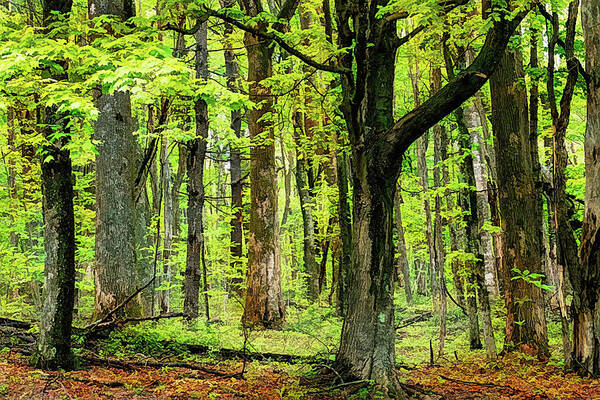 Mountains Art Print featuring the photograph Forest Floor Spring Trees fx 503 by Dan Carmichael