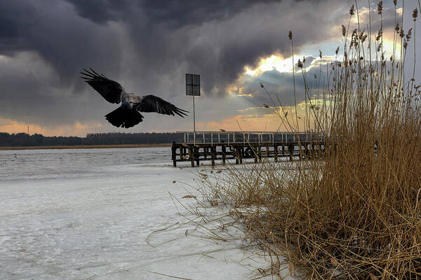 Frozen Photography Art Print featuring the photograph Frozen River And Flying Crow Jurmala  by Aleksandrs Drozdovs