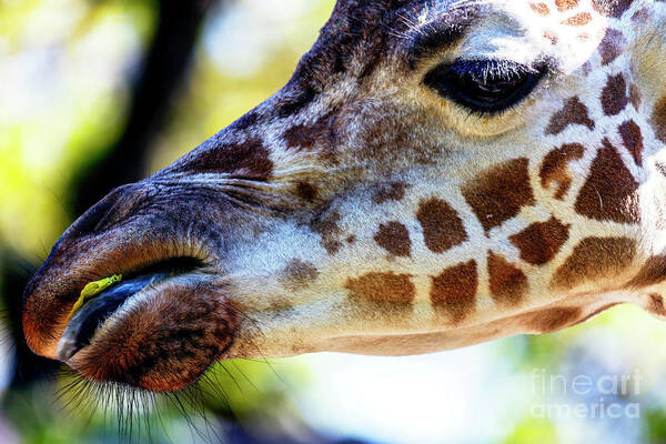 Giraffe Snack Art Print featuring the photograph Giraffe Snack at the Philadelphia Zoo by John Rizzuto