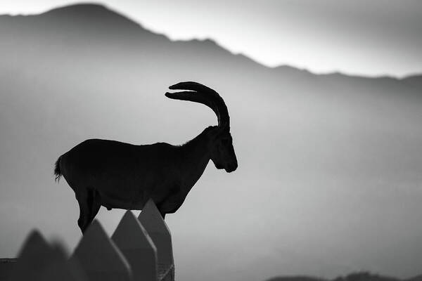 Ibex Art Print featuring the photograph Ibex by Gary Browne