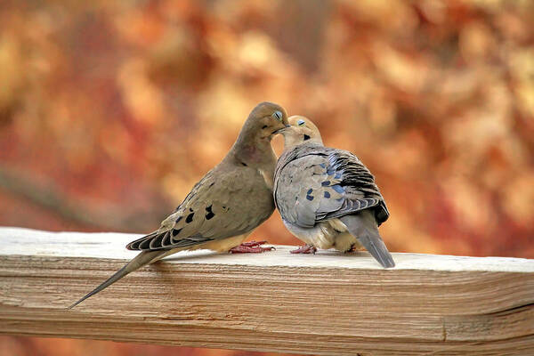 Mourning Dove Art Print featuring the photograph Love Birds by Donna Kennedy