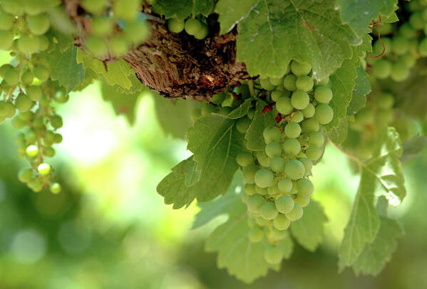 Foods Art Print featuring the photograph Napa Vine Green Grapes by Bonnie Colgan