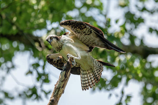 Osprey Art Print featuring the photograph Osprey on branch by Martina Abreu