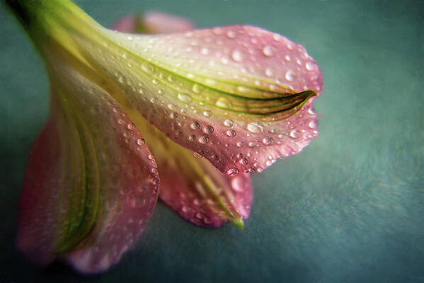 Flowers Art Print featuring the photograph Rain Droplets on Flower by Martina Abreu