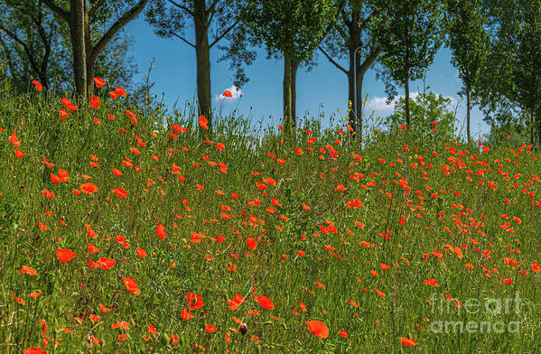 Gouda Art Print featuring the photograph Shoulder of poppies by Casper Cammeraat