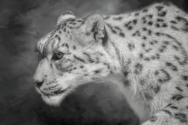 Snow Leopard Art Print featuring the digital art Snow Leopard by Nicole Wilde