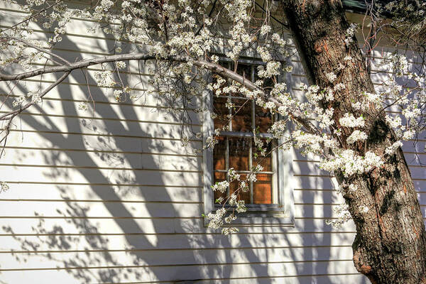 Ranch House Art Print featuring the photograph Spring Shadows by Donna Kennedy