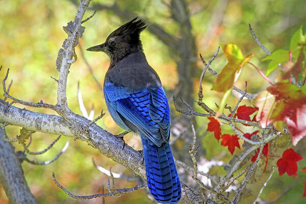 Stellers Jay Art Print featuring the photograph Steller's Jay in Autumn by Donna Kennedy