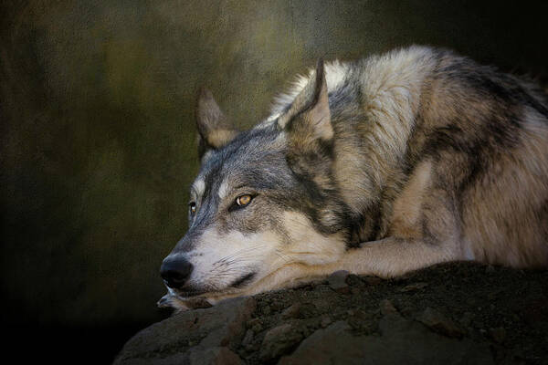Wolf Art Print featuring the digital art Wolf Watch by Nicole Wilde