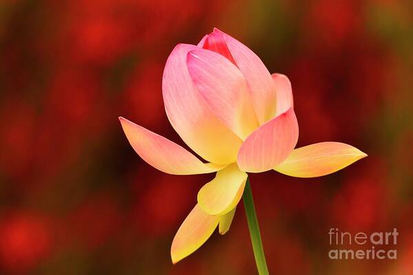 Flower Art Print featuring the photograph Impressions by John F Tsumas