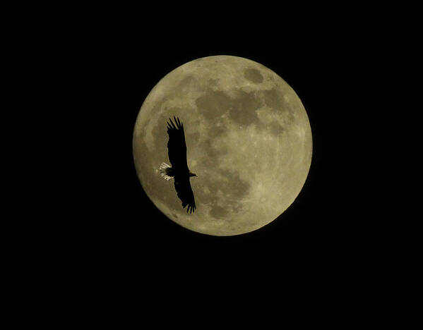 The Moon Art Print featuring the photograph An eagle and the moon by Mark Alan Perry