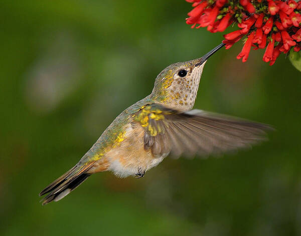 Hummingbird Art Print featuring the photograph Little Sipper by Carol Eade