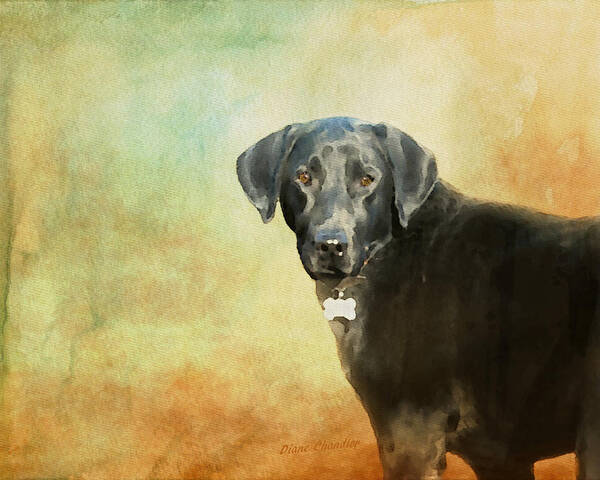 Dog Art Print featuring the painting Portrait of a Black Labrador Retriever by Diane Chandler
