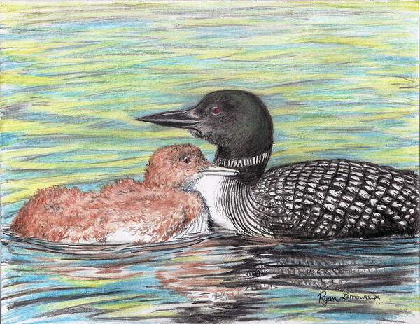 Loons Art Print featuring the drawing Tuckin In by Ryan Lamoureux