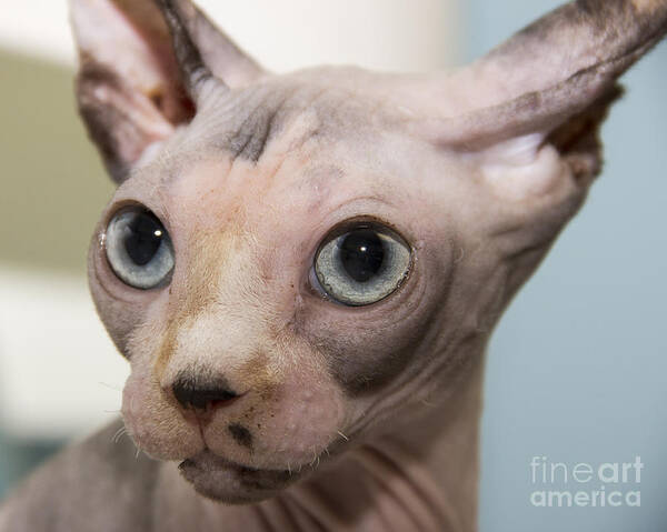 Sphynx Art Print featuring the photograph Bald is Beautiful by Jeannette Hunt