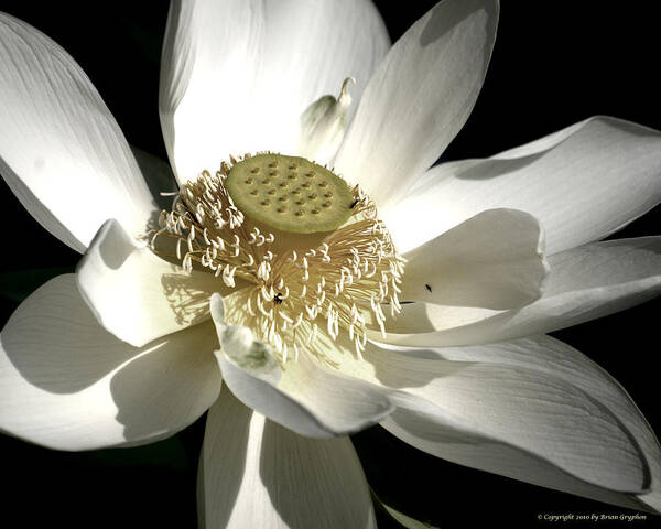 Bloom Art Print featuring the photograph Lotus 8514ds by Brian Gryphon
