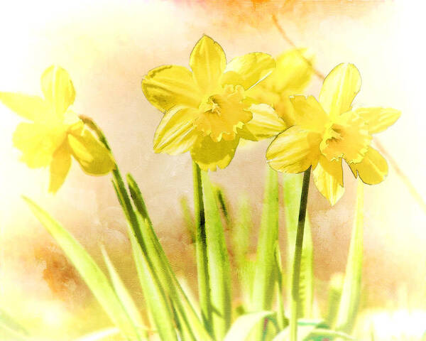 Yellow Art Print featuring the photograph Spring Daffodils by Eleanor Abramson