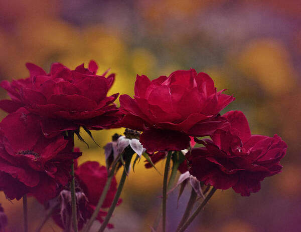 Red Roses Art Print featuring the photograph Vintage Aug Red Roses by Richard Cummings