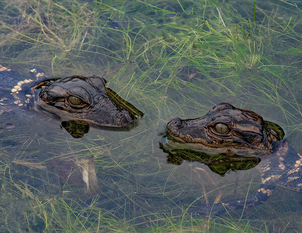 Aligator Art Print featuring the photograph Baby Aligatots by Larry Marshall