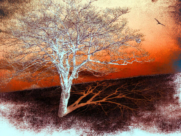 North Carolina Art Print featuring the photograph Tree in Snow in the Blue Ridge II #1 by Dan Carmichael
