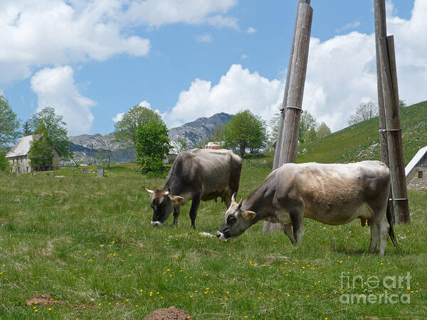 Cows Art Print featuring the photograph Cows - Durmitor National Park - Montenegro by Phil Banks