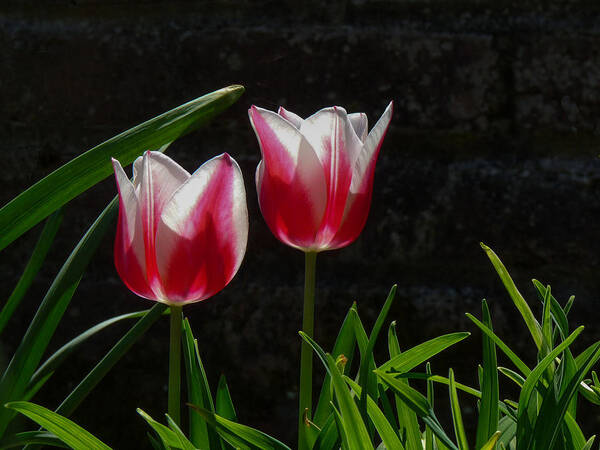 Cheekwood Art Print featuring the photograph Pink and White Tulip by Paula Ponath