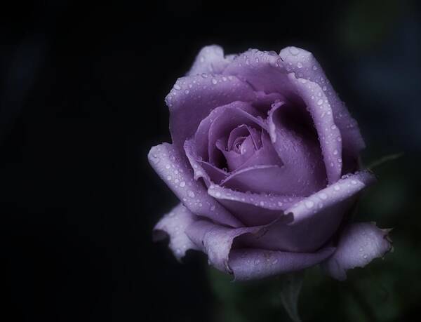 Purple Rose Art Print featuring the photograph Purple Rose of Monday by Richard Cummings