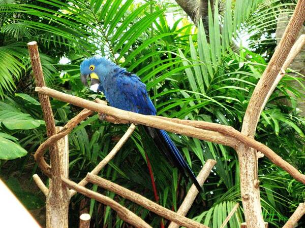 Nature Prints Art Print featuring the photograph Blue Parrot by Suzanne McClain 