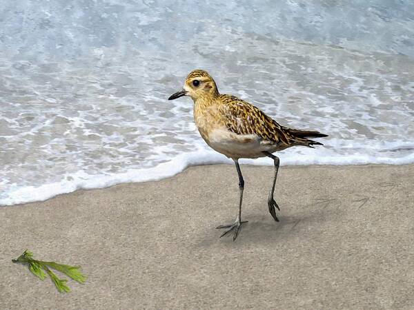 Golden Plover Art Print featuring the painting Treasure On The Beach #1 by Stephen Jorgensen
