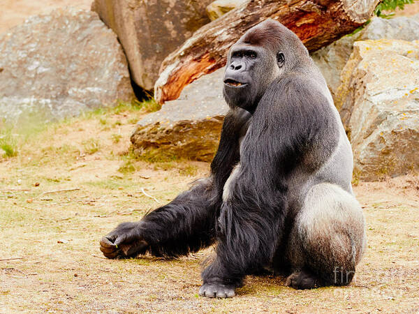 Gorilla Art Print featuring the photograph Gorilla sitting upright by Nick Biemans