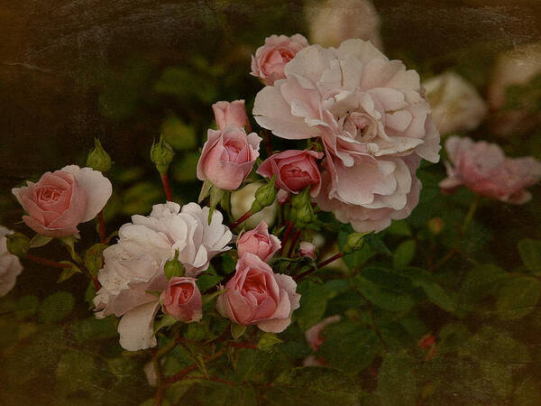 Rose Art Print featuring the photograph Vintage June 2016 Roses by Richard Cummings