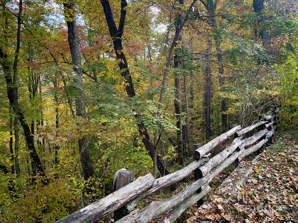 Carolina Art Print featuring the photograph Autumn in North Carolina 3 #2 by Edward Sobuta