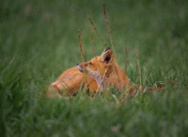 Fox Kit Art Print featuring the photograph Fox Kit by Martina Abreu