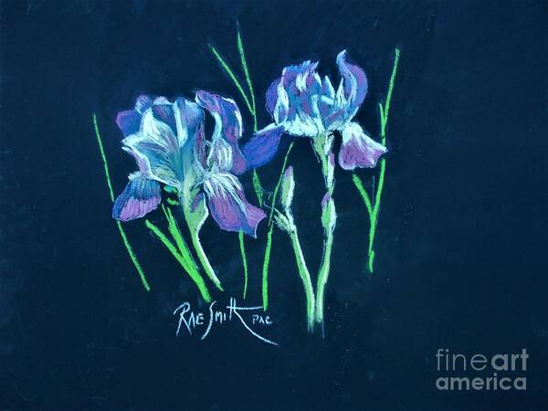 Pastels Art Print featuring the pastel Iris flowers by Rae Smith PAC