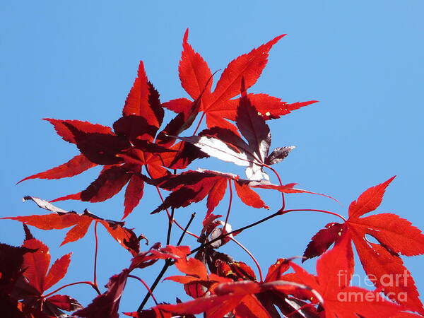 Japanese Maple Art Print featuring the photograph Upside Down by Fantasy Seasons